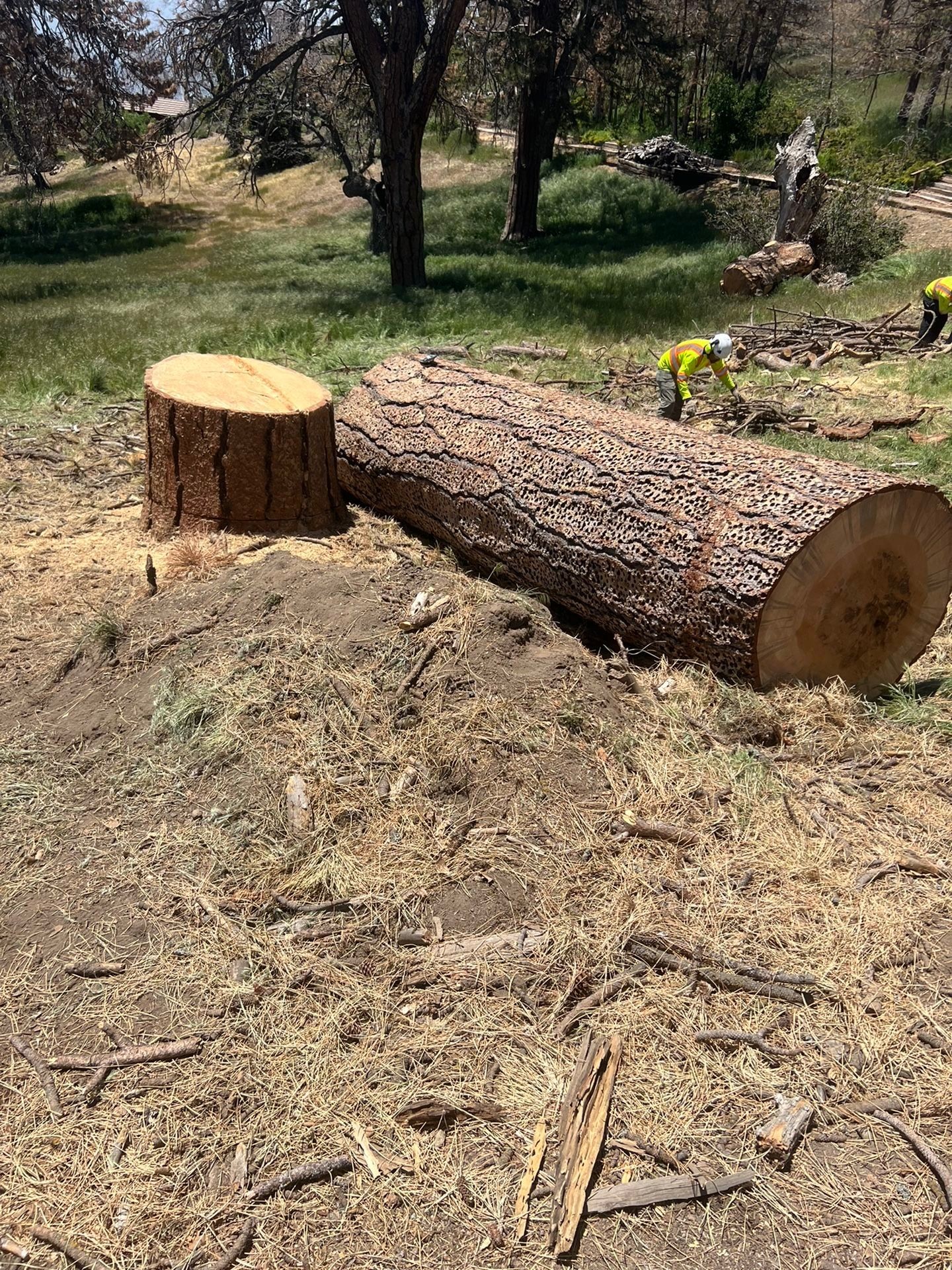 Tree Removal
