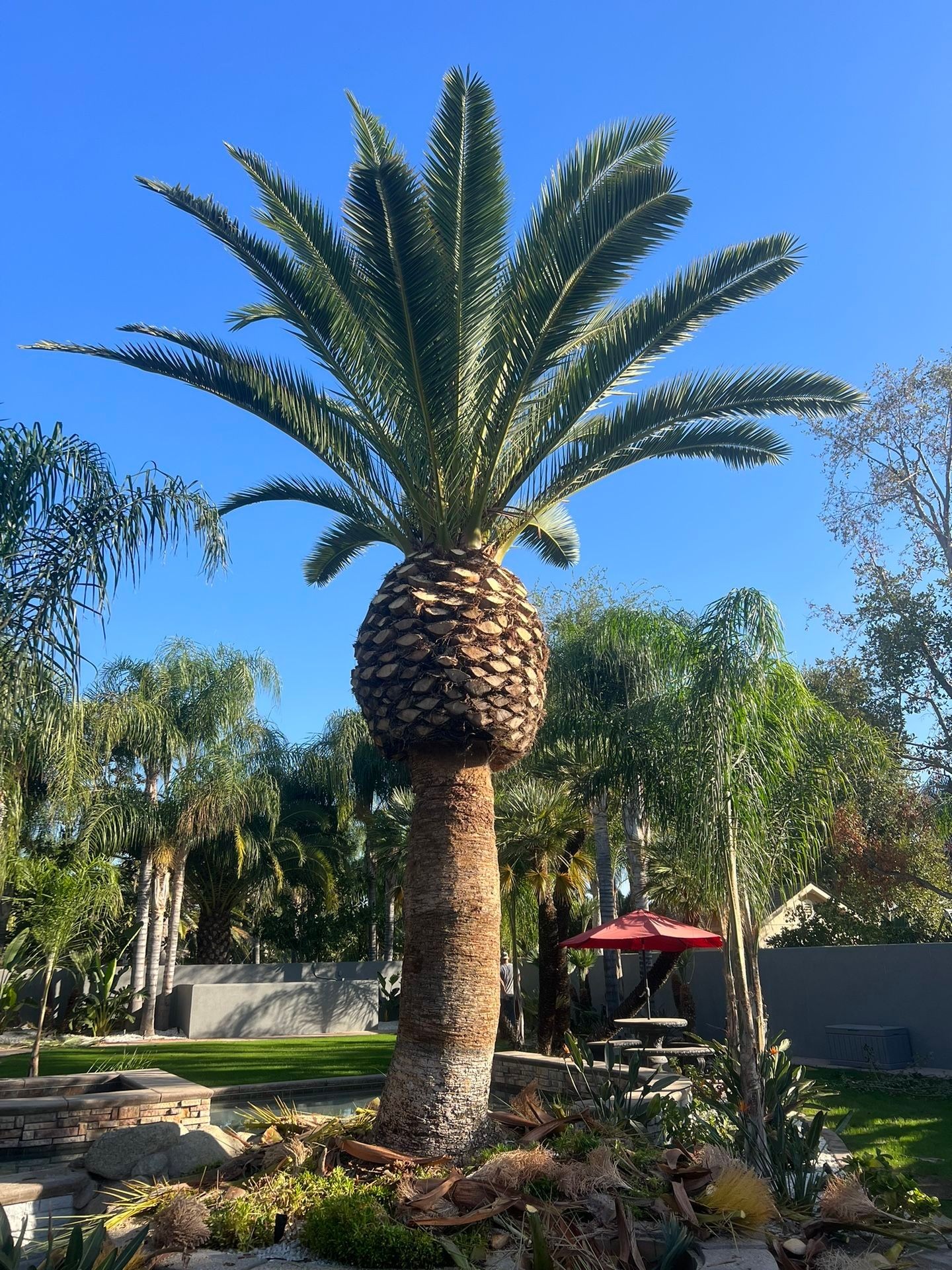 Tree Pruning